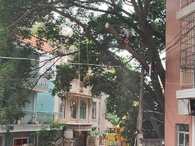 �V�ݘ�(sh��)ľ�����޼�